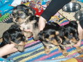 meine sweety doggis 21303932