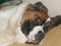 meine sweety doggis 21303938