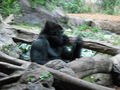 Loro Parque 54619684