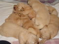 Golden Retrieverbabys 68169944