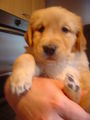 Golden Retrieverbabys 68170015