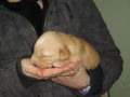 Golden Retrieverbabys 68170090