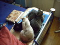 Meine Katzen Socky Gismo Courly 58595298