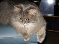 My CaTs 21542050