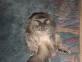 My CaTs 21542311