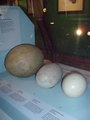 Natural Historic Museum, 6.5.07 22434157