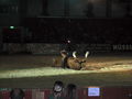 Pferd Wels 2009 60058592