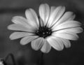 flower_vicky - Fotoalbum