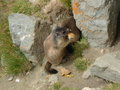 Grossglockner 28059856