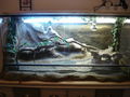  Terrarium und Bartagamen 39155961