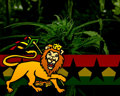 -->__Rastafari**__Lion__**Rastafari__ 32593777