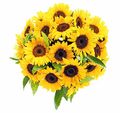 sonnenblumen 61343518