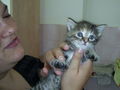 Katzenbabys 39256360