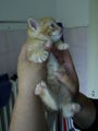 Katzenbabys 39256473