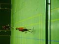 handball 72733383