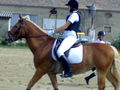 Reiterpass 2008 44264594