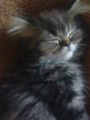 Cat "Gismo" 42056333