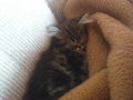 Cat "Gismo" 42056342