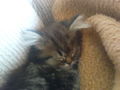 Cat "Gismo" 42056346