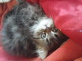 Cat "Gismo" 42056364