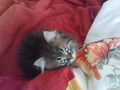 Cat "Gismo" 42056371