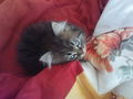 Cat "Gismo" 42056376