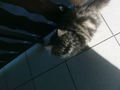 Cat "Gismo" 44916826