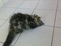 Cat "Gismo" 44916830