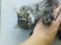 Cat "Gismo" 44916839