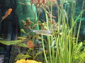 Unser Aquarium!! 71074721