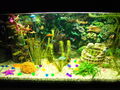 Unser Aquarium!! 71075297