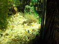 Unser Aquarium!! 71075306