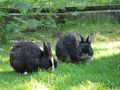 Tiere - Wildpark Grünau 44893333