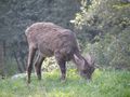 Tiere - Wildpark Grünau 44893417