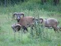 Tiere - Wildpark Grünau 44893454