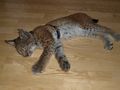 Samy der kleine Luchs 42536841