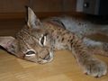 Samy der kleine Luchs 42536843