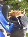 da hund kau moped foan 66811482