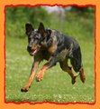 Beauceron 22647688