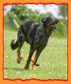 Beauceron 22647692