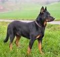 Beauceron 22647698