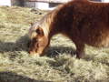 Pferd&Pony Enghagen 33712345