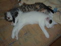 My Cats! 24372825