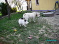 Neues von unserem Hundetrio 57514986