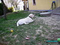 Neues von unserem Hundetrio 57515188