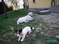 Neues von unserem Hundetrio 57515451