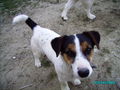 Neues von unserem Hundetrio 57516007