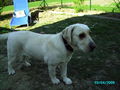 Neues von unserem Hundetrio 57516138