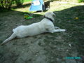 Neues von unserem Hundetrio 57516424