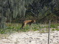 fraser island 24899842